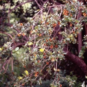 Combretum Smeathmannii