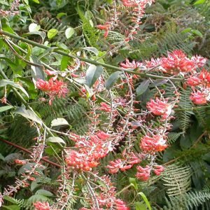 Combretum Platypterum