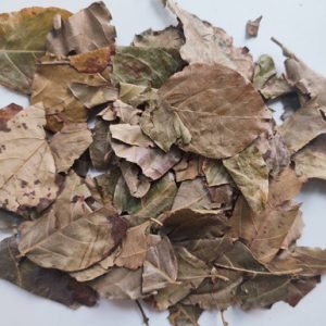 Combretum Platyptenan