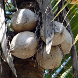 Cocos Nucifera