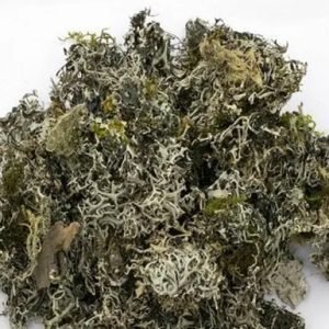 Clerodendrion Volubile