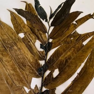 Cleistopholis Patens