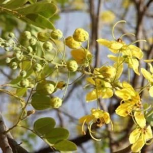 Cassia Sieberiana