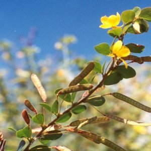 Cassia Rotundifolia
