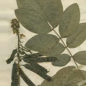 Cassia Podocarpa