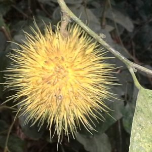 Calliandra Portoricensis