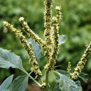 Amaranthus sp( spiny amaranth/piny pigweed)