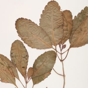 Bryophyllum Pinnatum