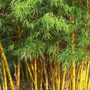 Bambusa Vulgaris