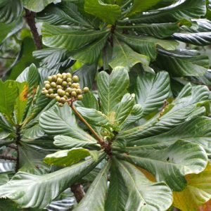 Anthocleista vogelii (Cabbage Tree)