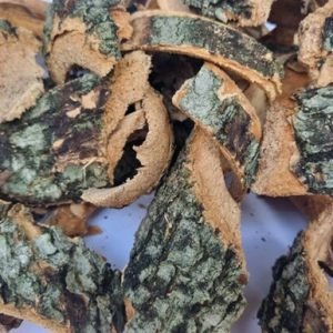 Alstonia Boonei(God’s tree)