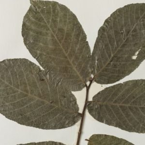 Antiaris Toxicaria(Back Cloth Tree)