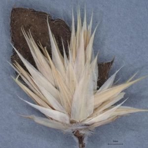 Alternanthera Pungens