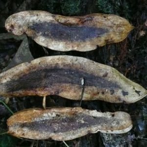 Amphimas Pterocarpiodes