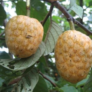 Annona Senegalensis