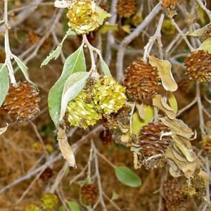 Anogeissus Leiocarpa