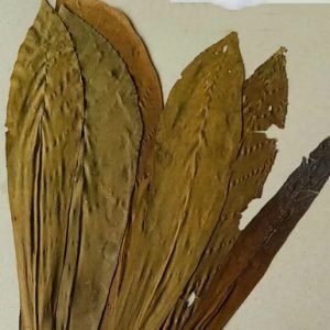 Anthocleista Nobilis