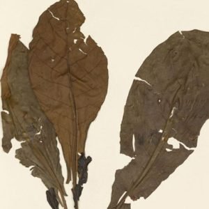 Anthocleista Vogelii