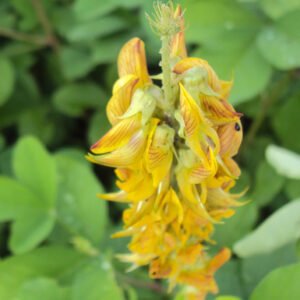 Crotalaria falcata