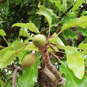 Butyrospermum Parkii