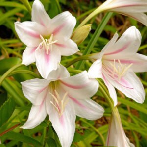 Crinum jagus